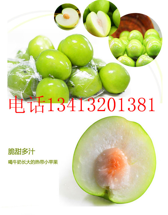 高產(chǎn)蜜絲棗供應(yīng)商圖片/高產(chǎn)蜜絲棗供應(yīng)商樣板圖 (2)