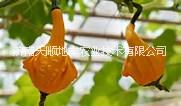 供應(yīng)多翅瓜種子