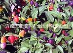 供應七彩椒種子