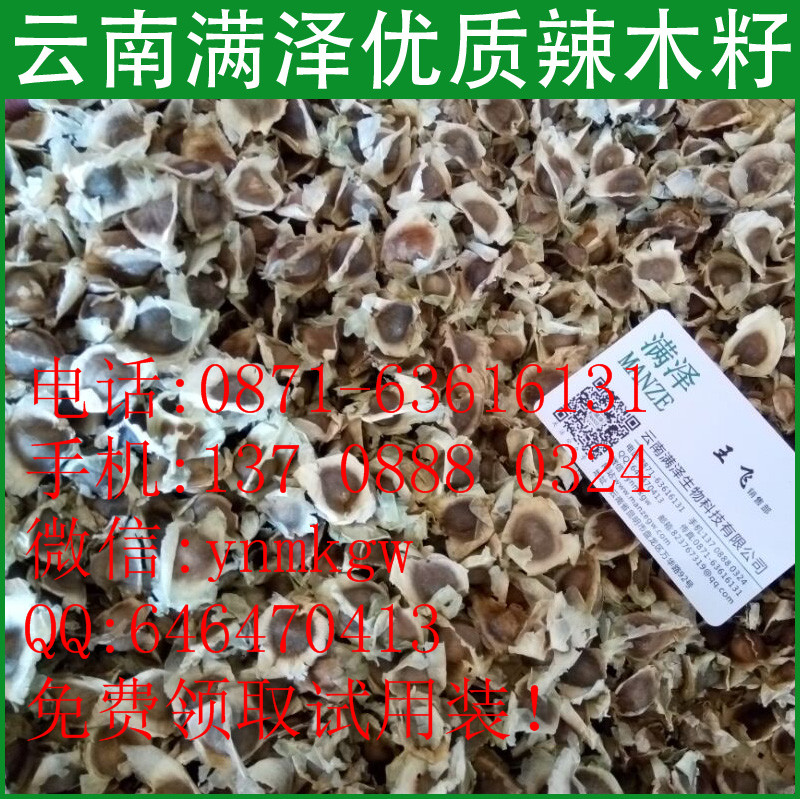 批發(fā)辣木籽/辣木種子，辣木籽哪里批發(fā)，辣木籽哪里買，辣木籽哪種好，辣木籽的價(jià)格