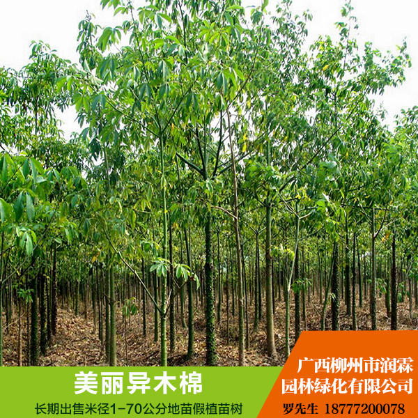 美麗異木棉圖片/美麗異木棉樣板圖 (2)