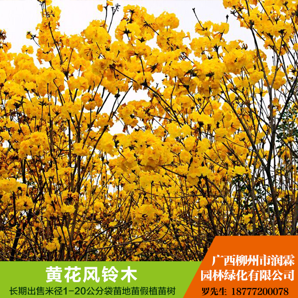 黃花風鈴木圖片/黃花風鈴木樣板圖 (4)
