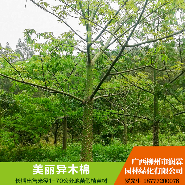 美麗異木棉圖片/美麗異木棉樣板圖 (3)
