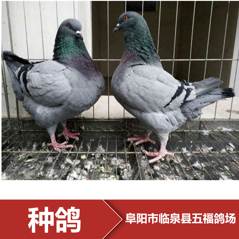 種鴿養(yǎng)殖場圖片/種鴿養(yǎng)殖場樣板圖 (1)