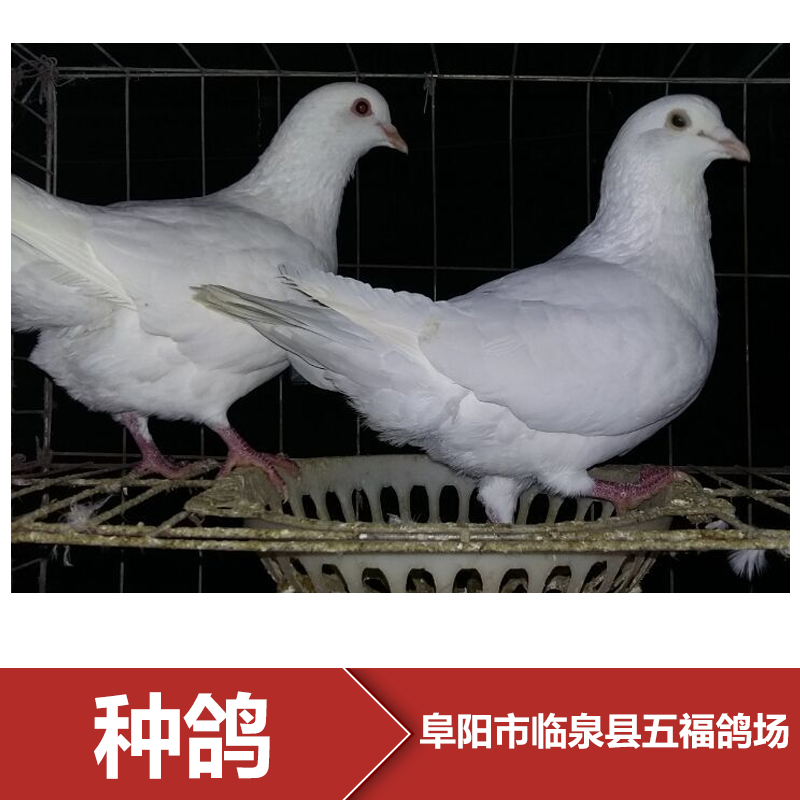 種鴿養(yǎng)殖場圖片/種鴿養(yǎng)殖場樣板圖 (2)