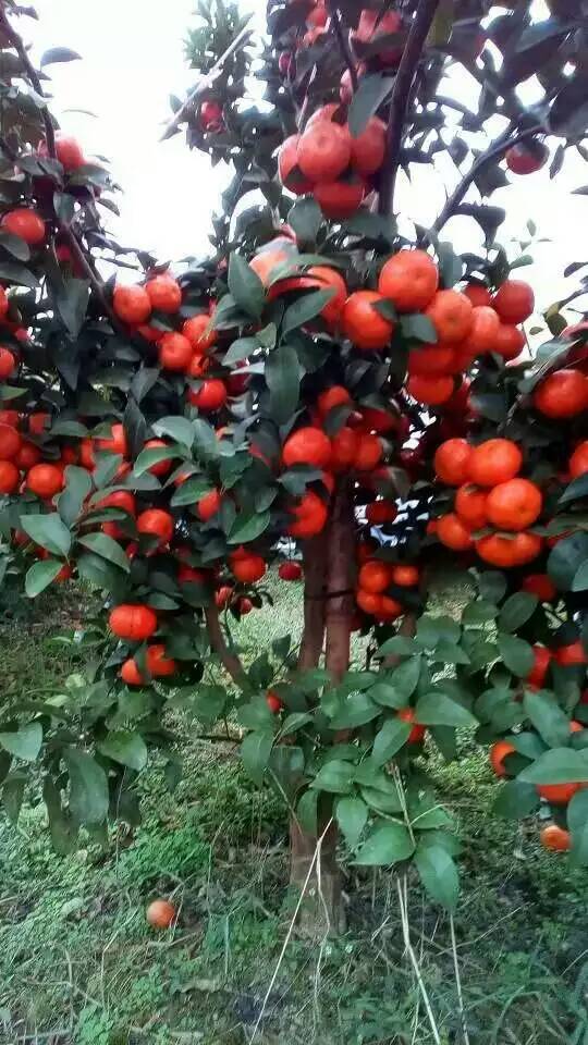 果苗圖片/果苗樣板圖 (3)