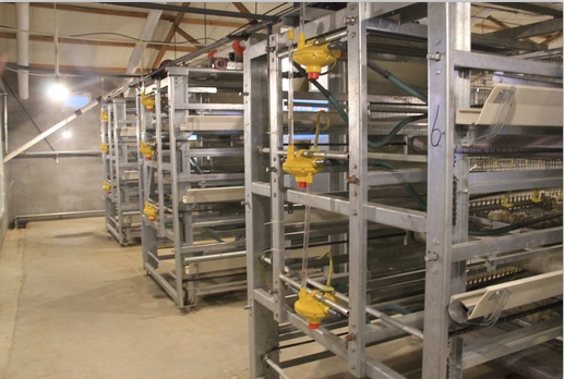 供應方圓銷售的韓國進口自動撿蛋機