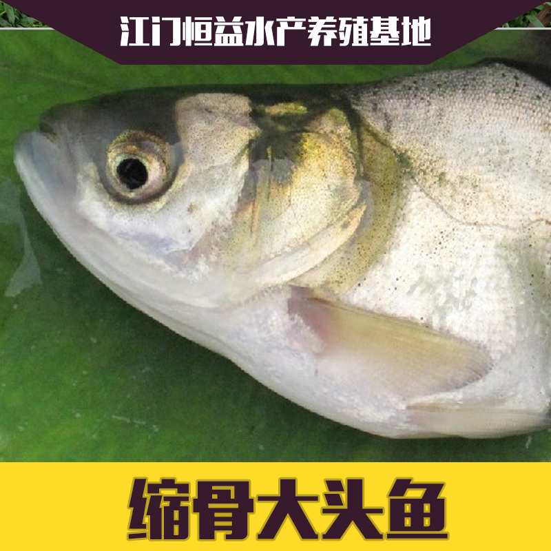 大頭魚苗圖片/大頭魚苗樣板圖 (3)