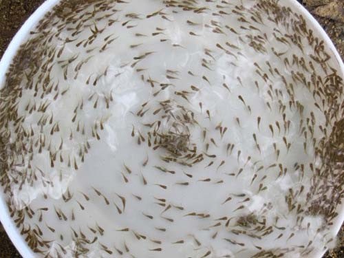 明輝水產羅非魚苗全雄羅非魚苗圖片