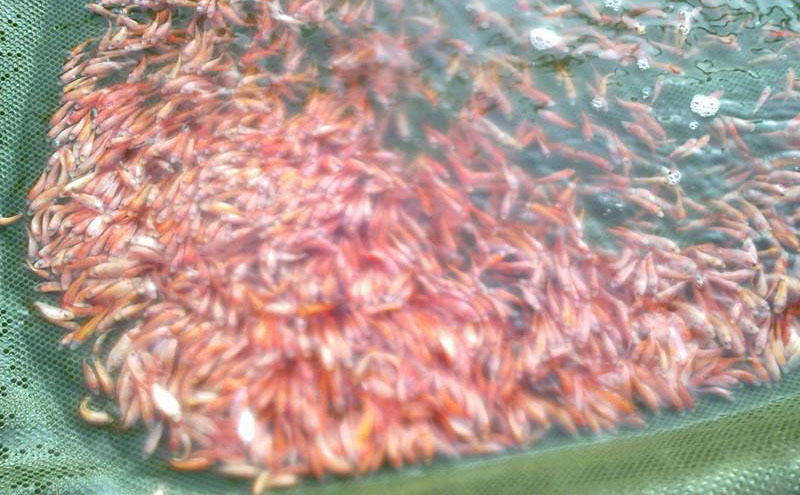 羅非魚苗圖片/羅非魚苗樣板圖 (2)