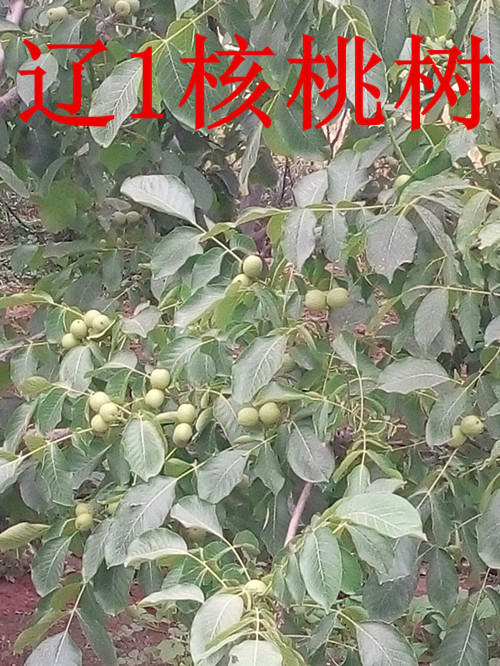 河北省圖片/河北省樣板圖 (1)