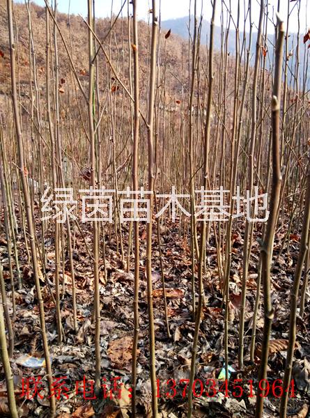 欒樹苗圖片/欒樹苗樣板圖 (1)