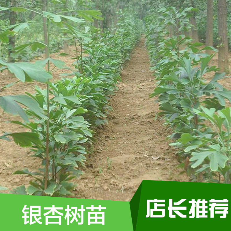 供应用于种植的银杏树苗种植基地 银杏树苗基地图片