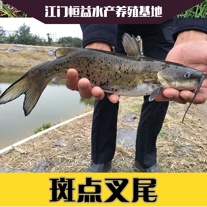 斑點叉尾圖片/斑點叉尾樣板圖 (1)
