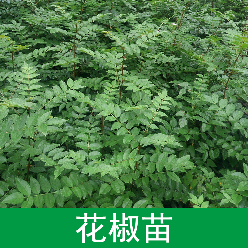 花椒苗圖片/花椒苗樣板圖 (4)