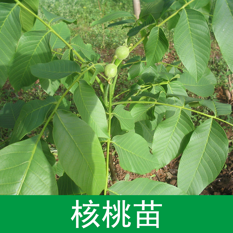 核桃苗圖片/核桃苗樣板圖 (3)