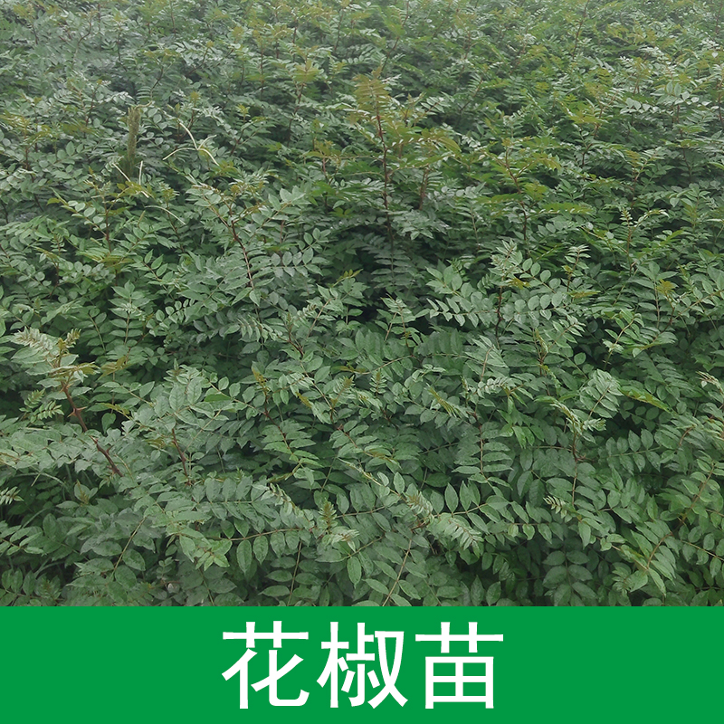 供应花椒苗果树苗，花椒苗，花椒树苗，大红袍花椒，当年结果，包成活