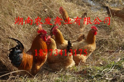 湖南土雞苗圖片/湖南土雞苗樣板圖 (3)