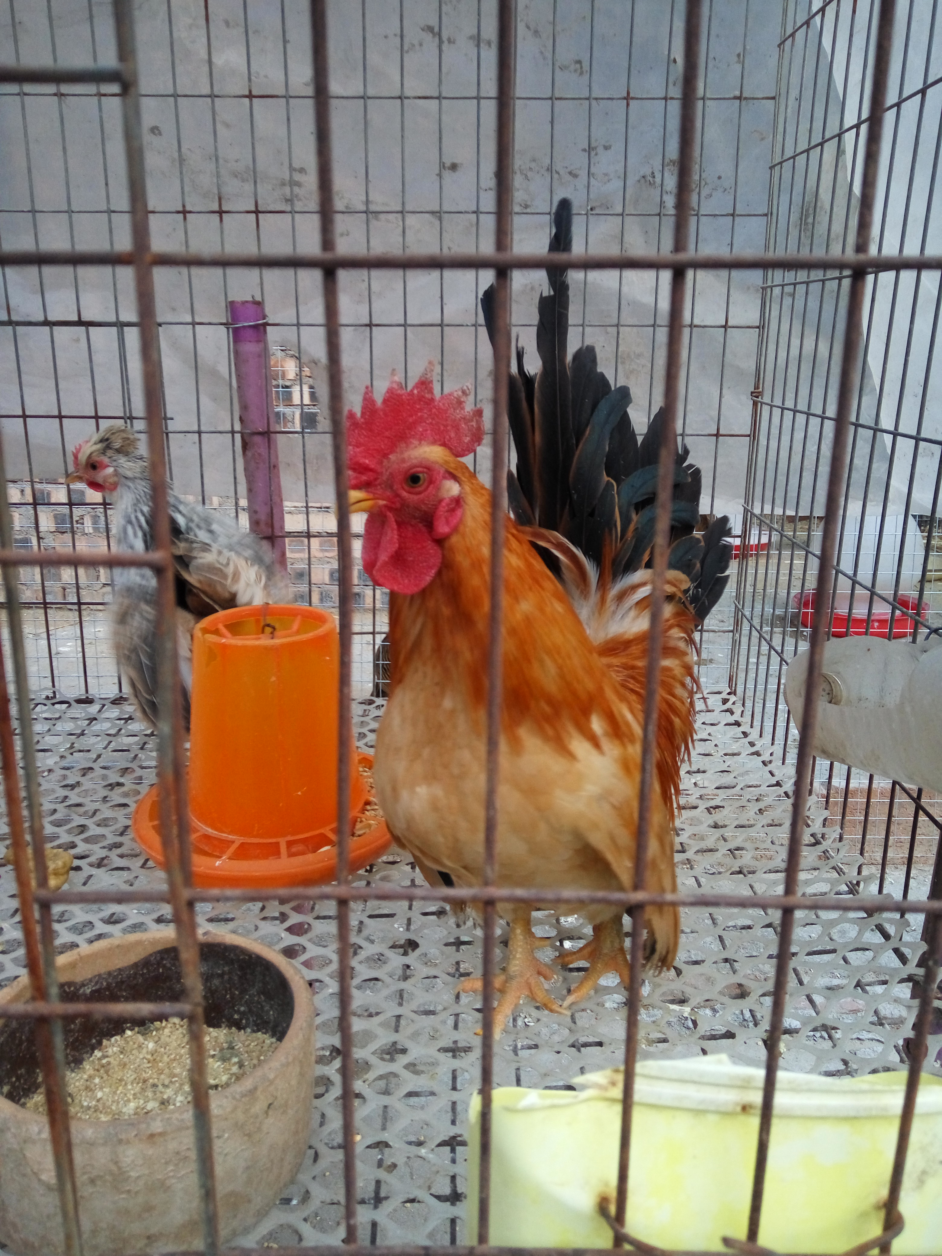 紅腹錦雞圖片/紅腹錦雞樣板圖 (4)