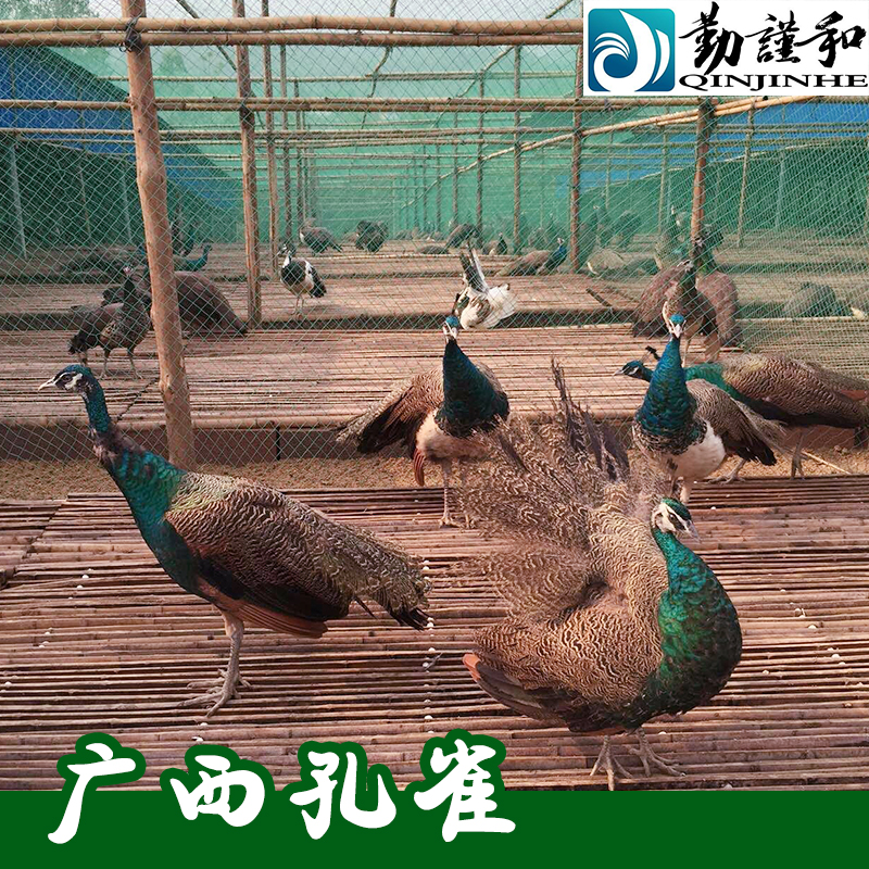 廣西孔雀圖片/廣西孔雀樣板圖 (3)