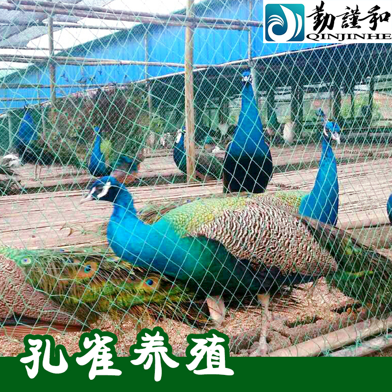 孔雀養(yǎng)殖圖片/孔雀養(yǎng)殖樣板圖 (3)