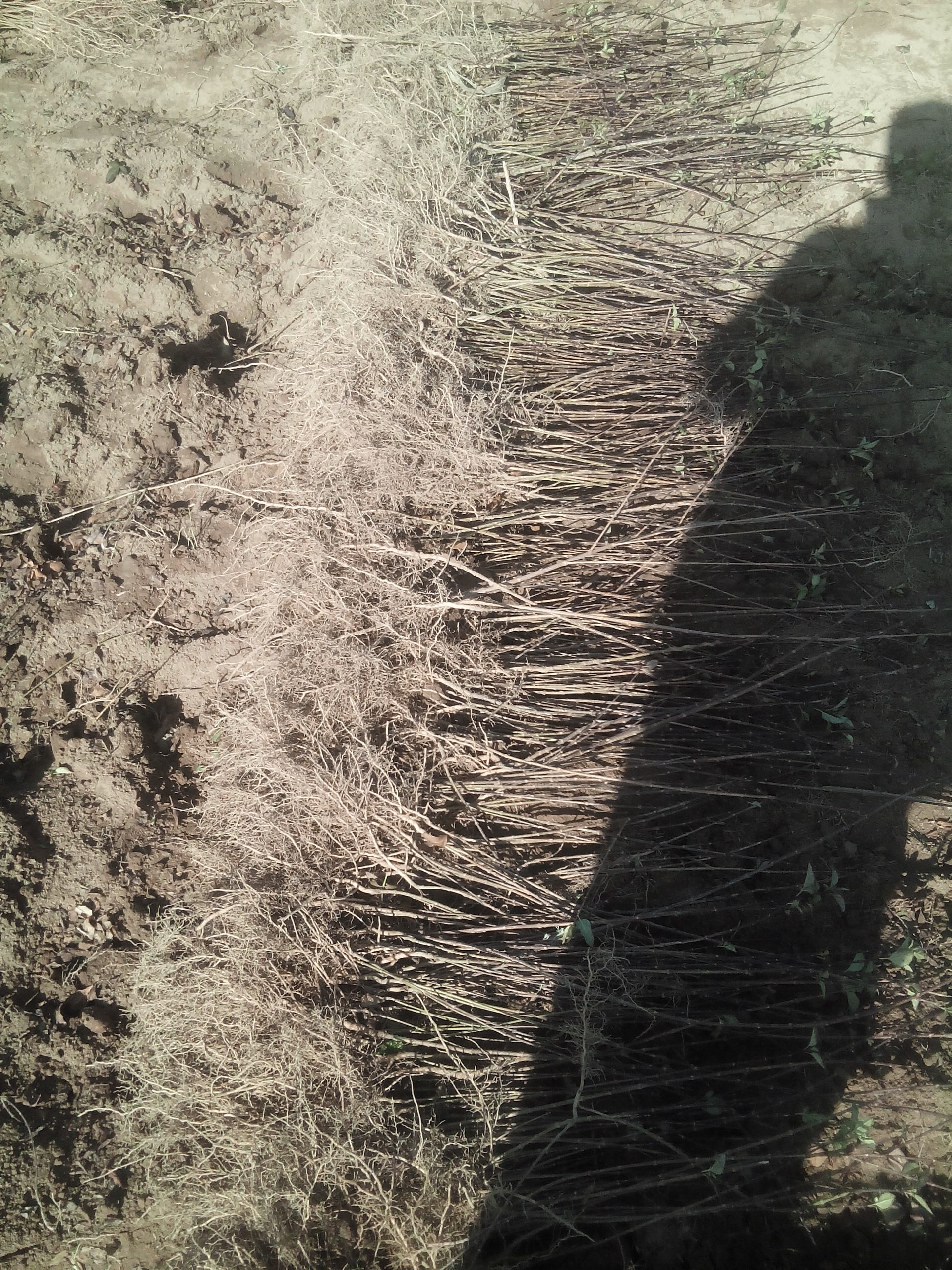 供應(yīng)用于藥用的供應(yīng)1年連翹2年連翹3年連翹苗