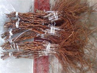 各種葡萄圖片/各種葡萄樣板圖 (4)