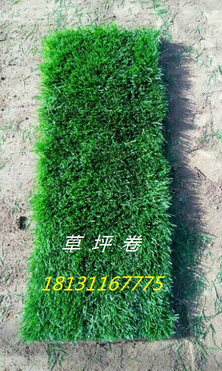 綠化草坪圖片/綠化草坪樣板圖 (2)