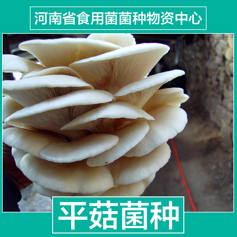 四季黑平菇一級母種批發(fā)圖片/四季黑平菇一級母種批發(fā)樣板圖 (2)