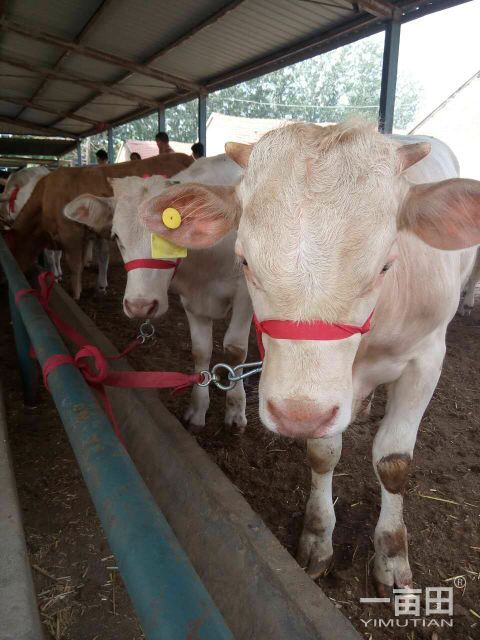 供应夏洛莱牛价格 夏洛莱牛养殖视频 哪里有卖夏洛莱牛的图片