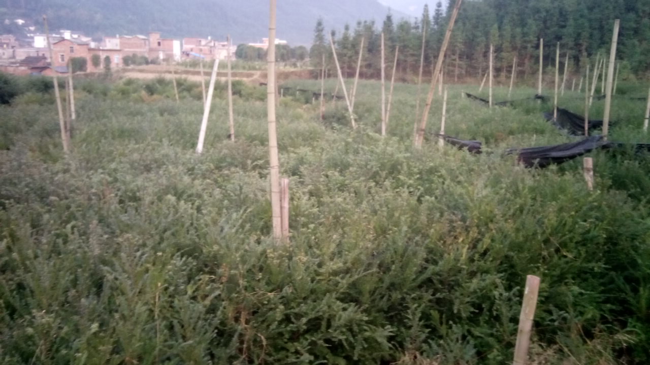 供應廣西桂林南方紅豆杉/批發(fā)紅豆杉/產(chǎn)地直銷/出售紅豆杉