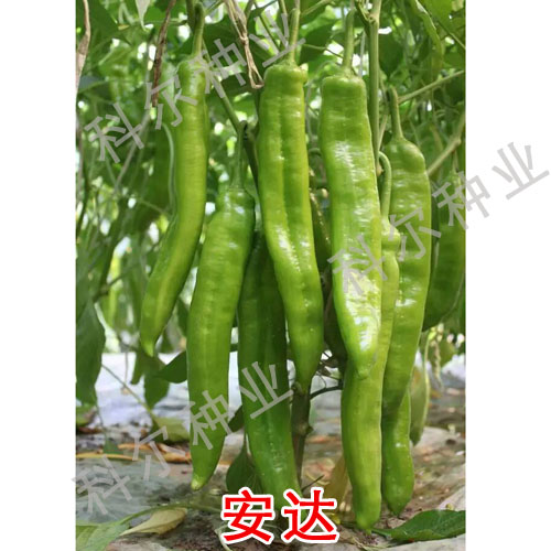 供應用于辣椒種子的安達--羊角椒辣椒種子