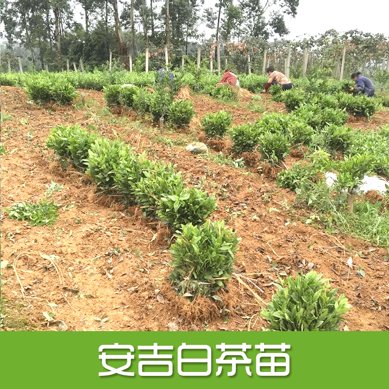 安吉白茶苗圖片/安吉白茶苗樣板圖 (1)