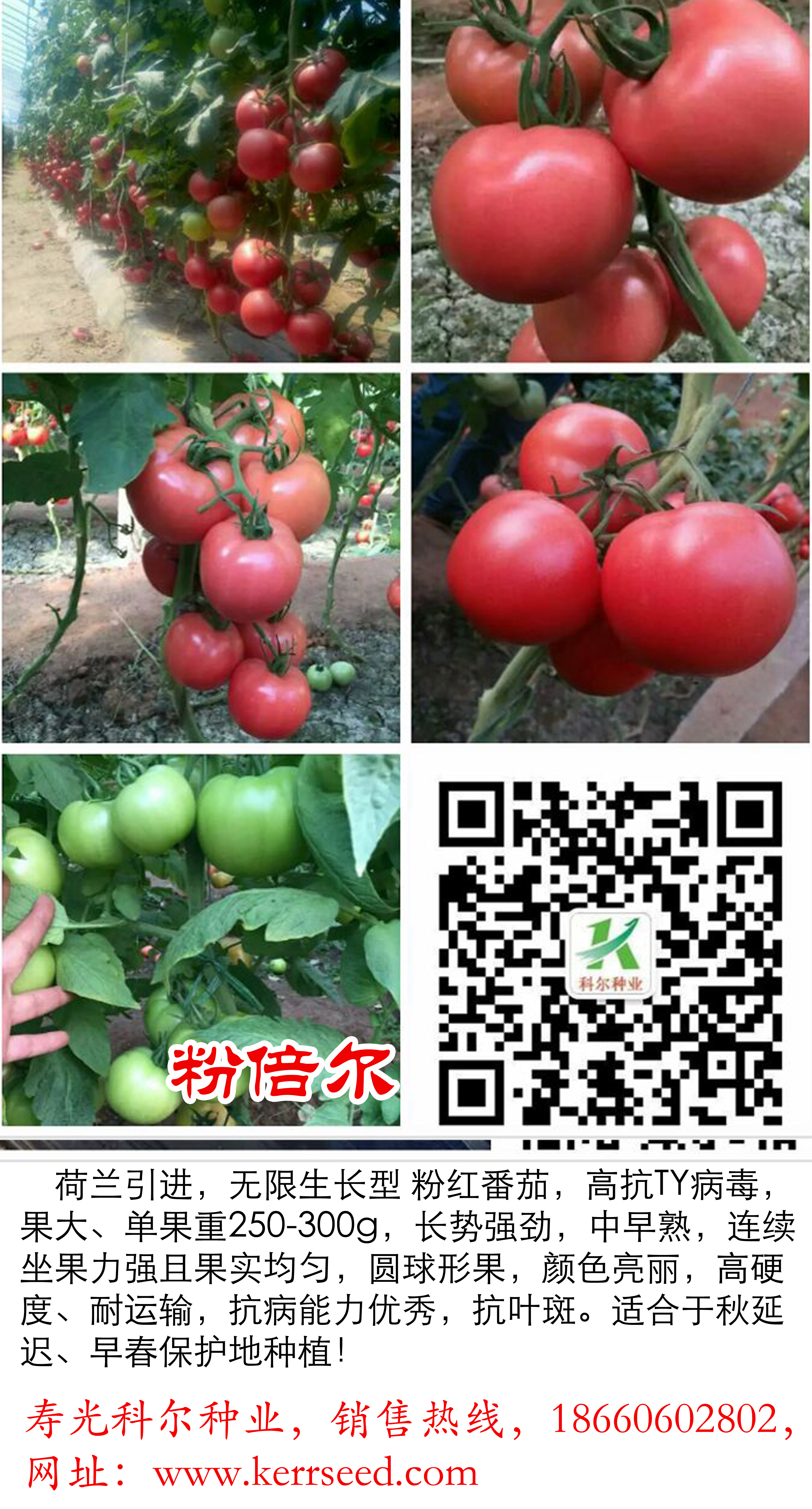 供應(yīng)西紅柿種子粉倍爾--抗病毒大果型西紅柿種子