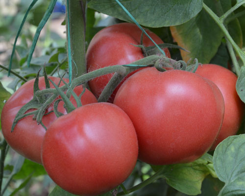 西紅柿種子圖片/西紅柿種子樣板圖 (3)