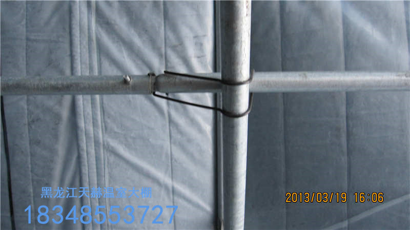 溫室秋茬茄子的嫁接栽培技術(shù)圖片