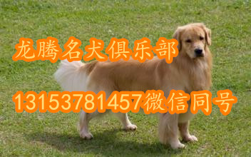 供应纯种金毛幼犬，上哪可以买的到纯种金毛犬，金毛犬哪里有卖的，金毛犬几个月的好养，金毛犬哪里有卖的，三个月的金毛犬多钱图片