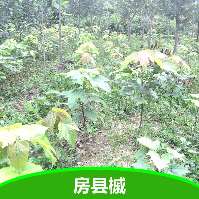 彩葉樹圖片/彩葉樹樣板圖 (2)