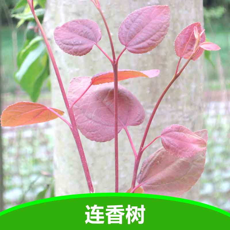 連香樹 珍稀植物連香樹苗圖片/連香樹 珍稀植物連香樹苗樣板圖 (2)