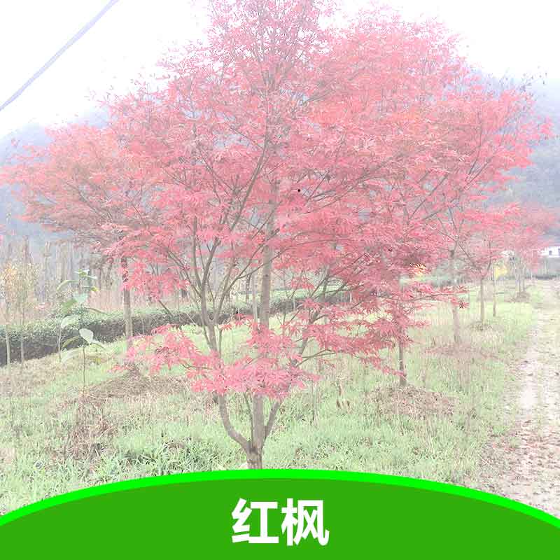 供應(yīng)紅楓 紅楓大苗 紅楓樹苗 湖北五峰瀚林林業(yè)