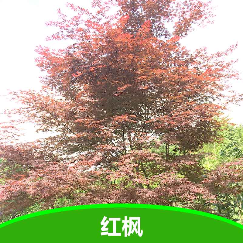 紅楓圖片/紅楓樣板圖 (2)