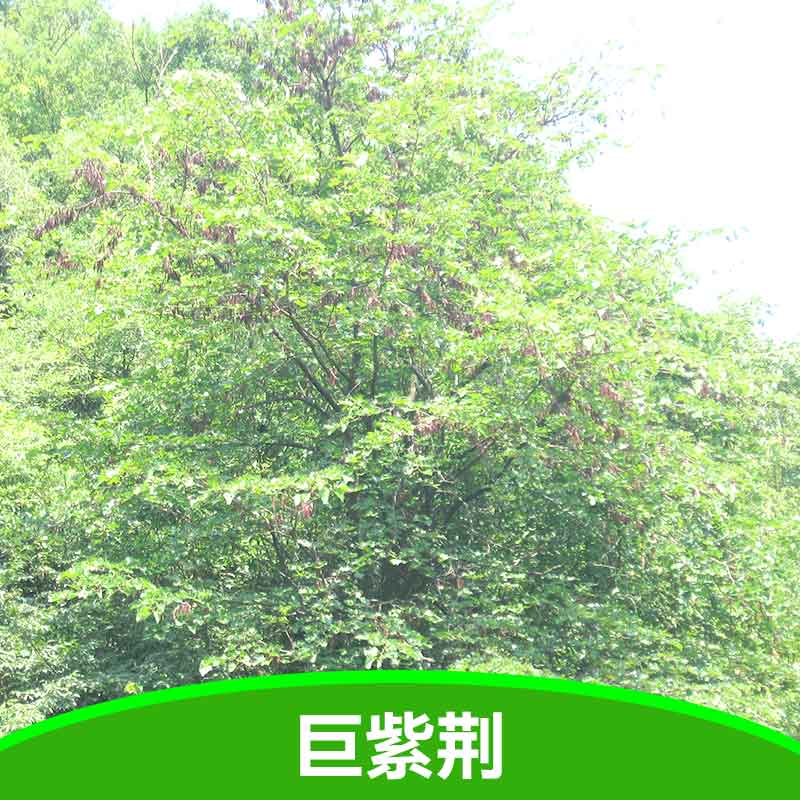 巨紫荊苗圖片/巨紫荊苗樣板圖 (1)