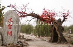 水泥假樹圖片/水泥假樹樣板圖 (3)