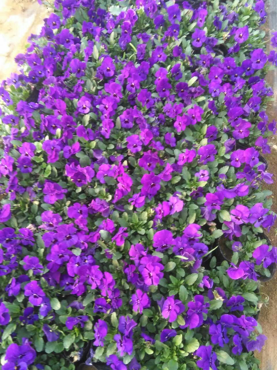 寶雞圖片/寶雞樣板圖 (4)