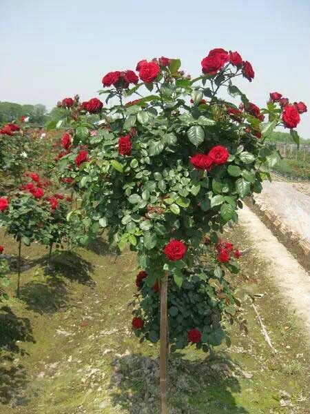 花卉綠植圖片/花卉綠植樣板圖 (2)