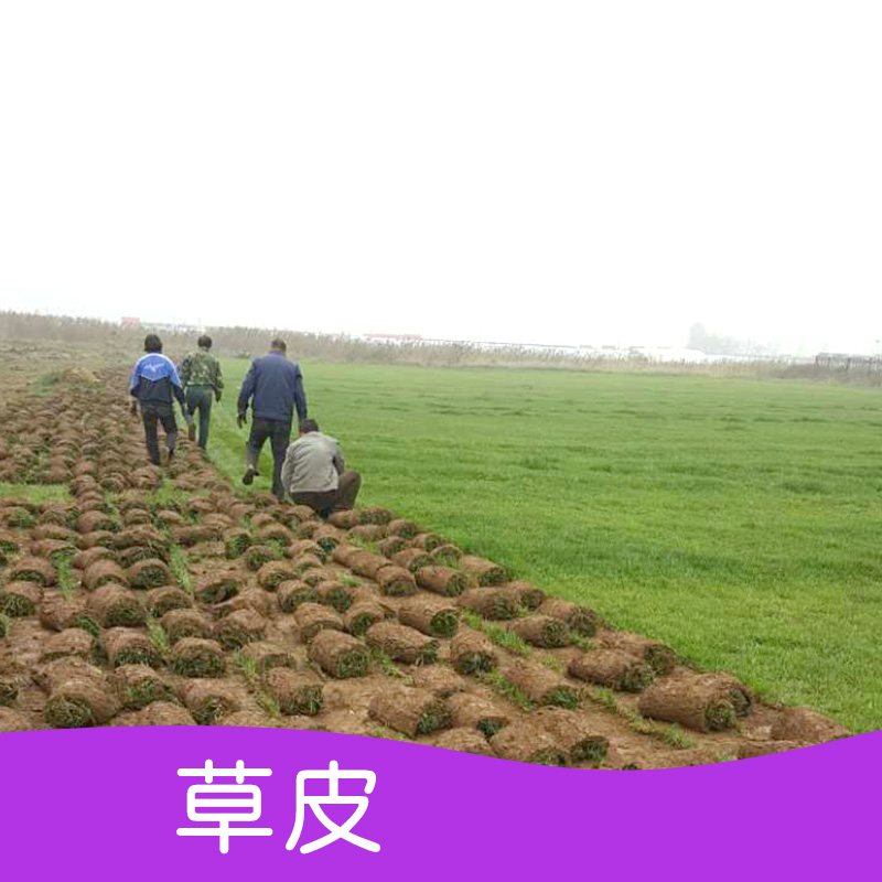 草皮圖片/草皮樣板圖 (2)