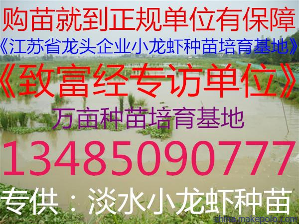 小龍蝦苗圖片/小龍蝦苗樣板圖 (1)