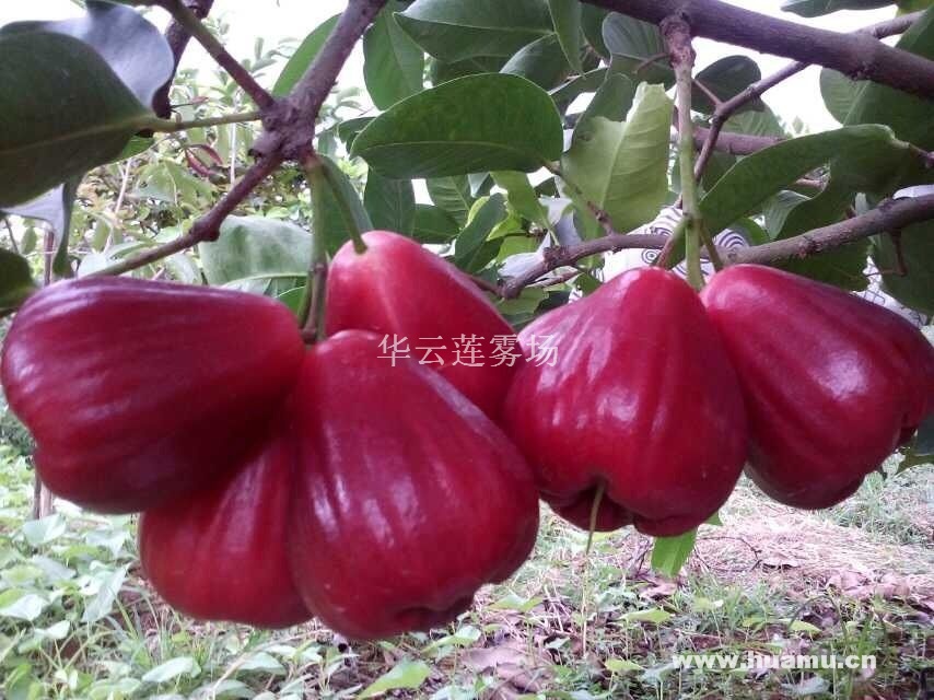蓮霧苗圖片/蓮霧苗樣板圖 (2)