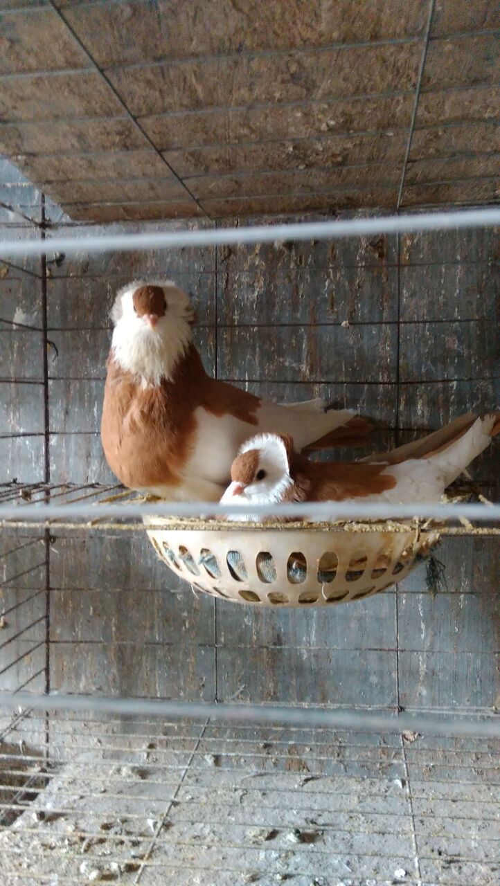 新疆紫烏鴿子圖片/新疆紫烏鴿子樣板圖 (4)