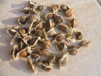 種子中轉香港包稅進口清關到深圳  種子，植物如何進口報關